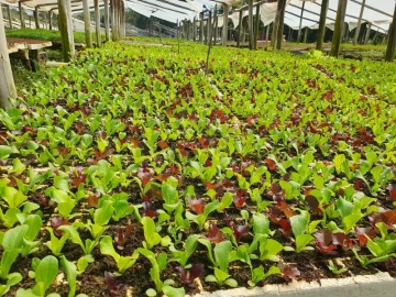 Vegetable Seedlings