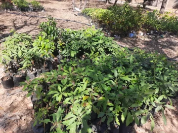 Fruit Tree seedlings