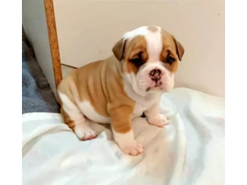 English bulldogs puppies