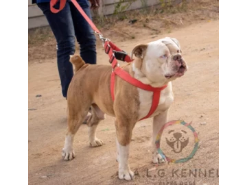 AMERICAN BULLDOGS